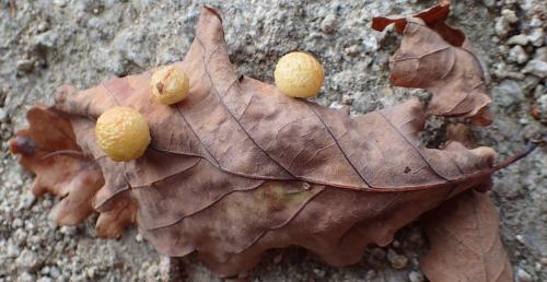 Réf. 251 472 : Cynips quercusfolii